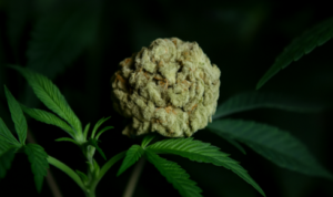 White Rhino Haze Hash